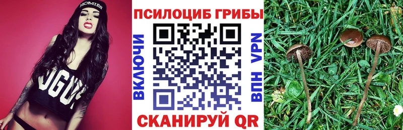 Псилоцибиновые грибы Cubensis  Бугульма 